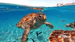 Como salvar uma tartaruga marinha