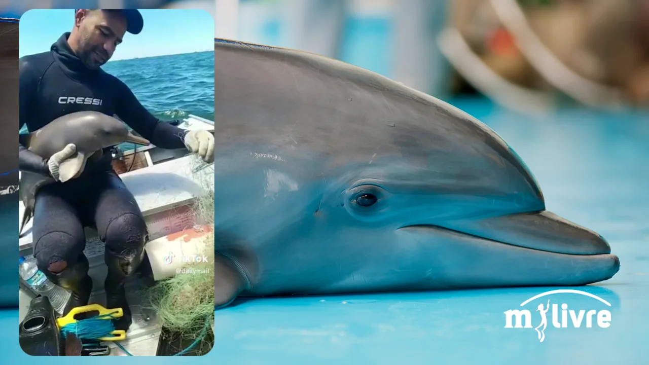 Vídeo de Mergulhador de pesca sub salva golfinho preso em rede com gesto de carinho