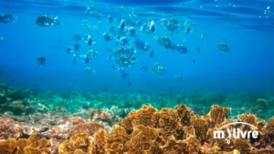 O que são espécies de peixes? E classificação