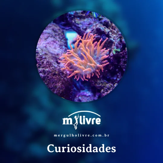 Capa com o texto Curiosidades do mar e do mundo