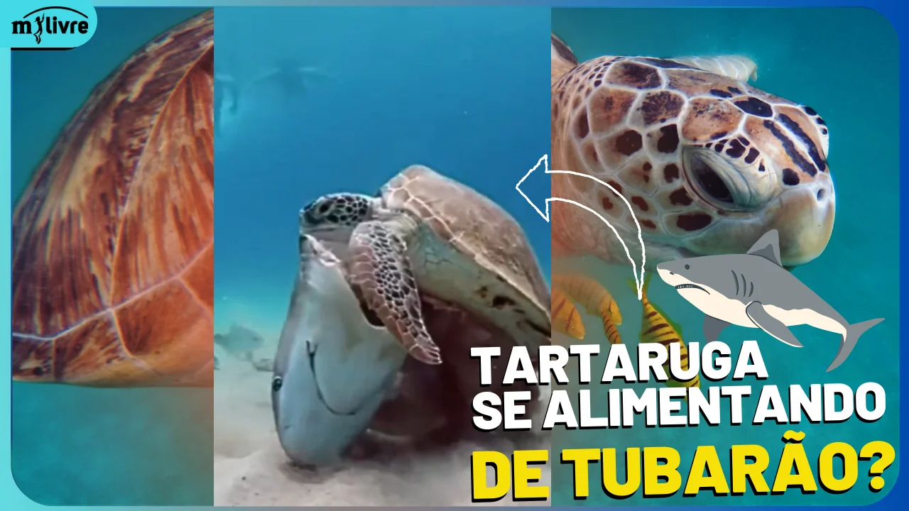 Tartaruga marinha se alimentando de tubarão