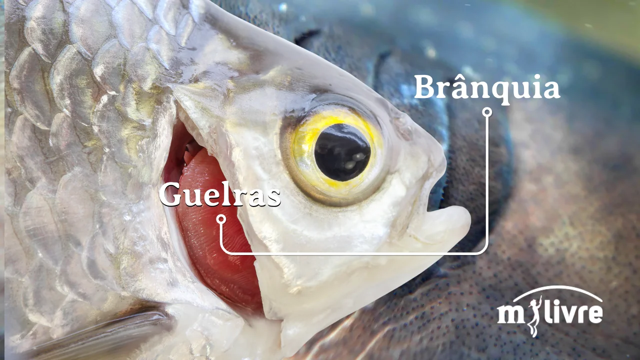 O que é Guelras (brânquias) Como funciona sistema respiratório dos peixes