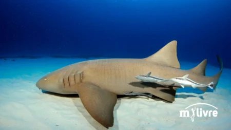 Tubarão Lixa Peixe de água salgada - foto 4