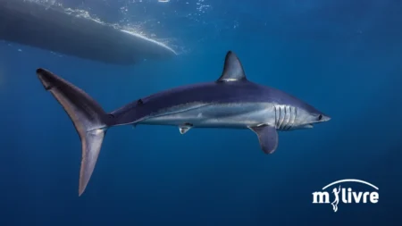 Tubarão Mako peixe de água salgada - foto 1