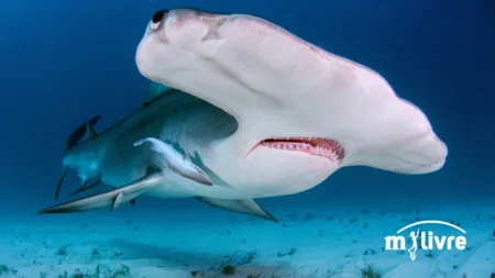 Tubarão Martelo Peixe de água salgada - foto 5