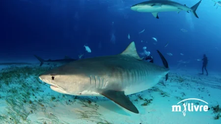 Tubarão Tigre, peixe de água salgada (Galeocerdo cuvier) foto - 3