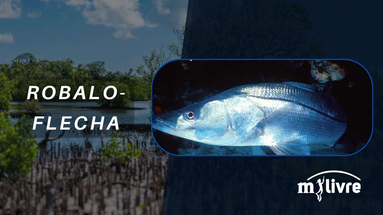 Foto Robalo-flecha