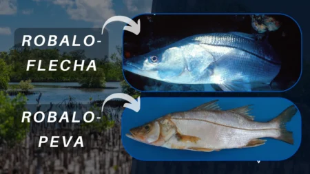 Qual a diferença de Robalo-flecha Robalo-Peva
