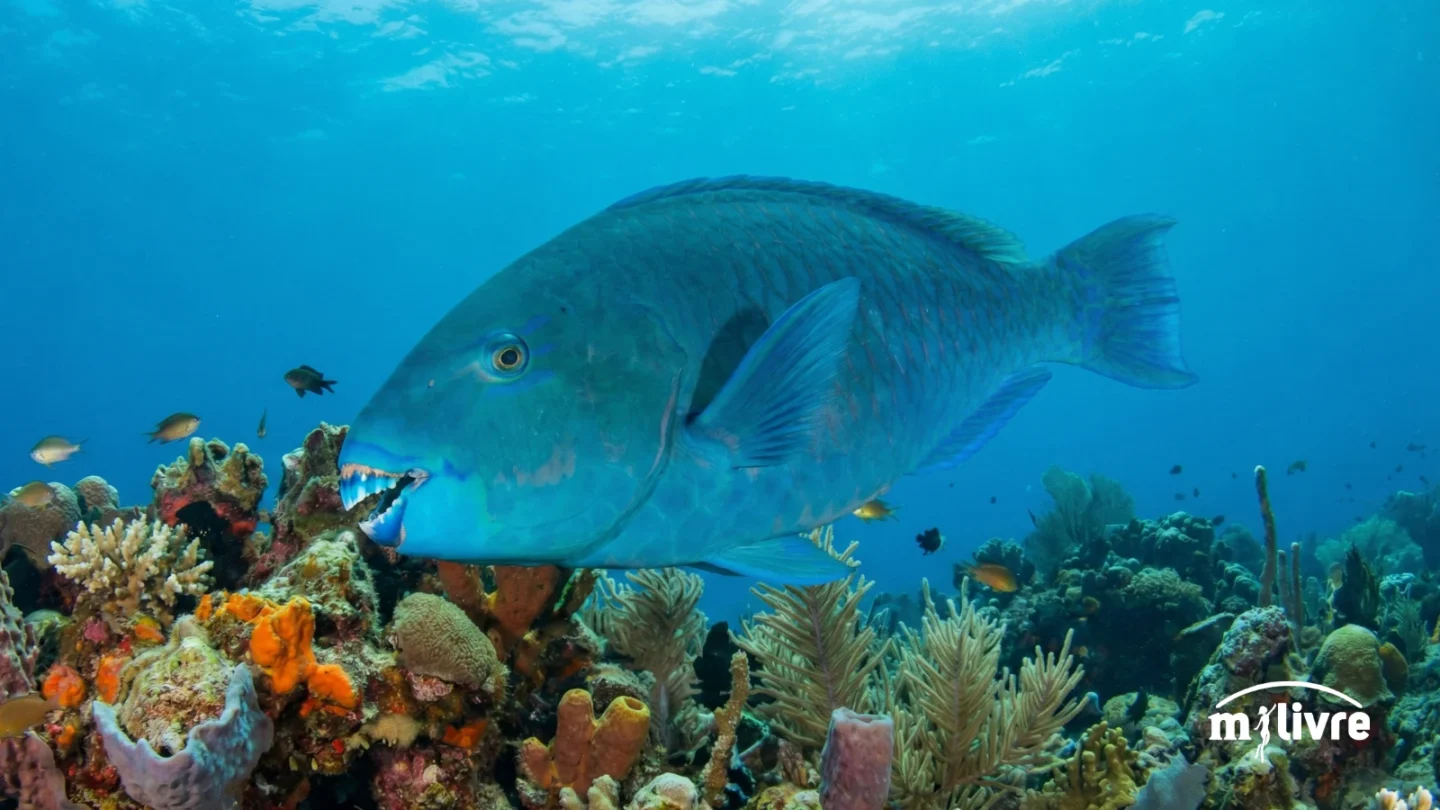 Budião-azul (Scarus trispinosus) foto 1
