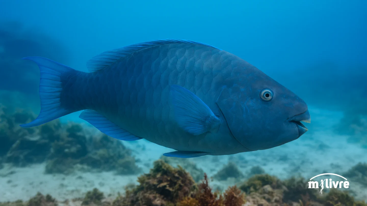 Budião-azul (Scarus trispinosus) foto 2