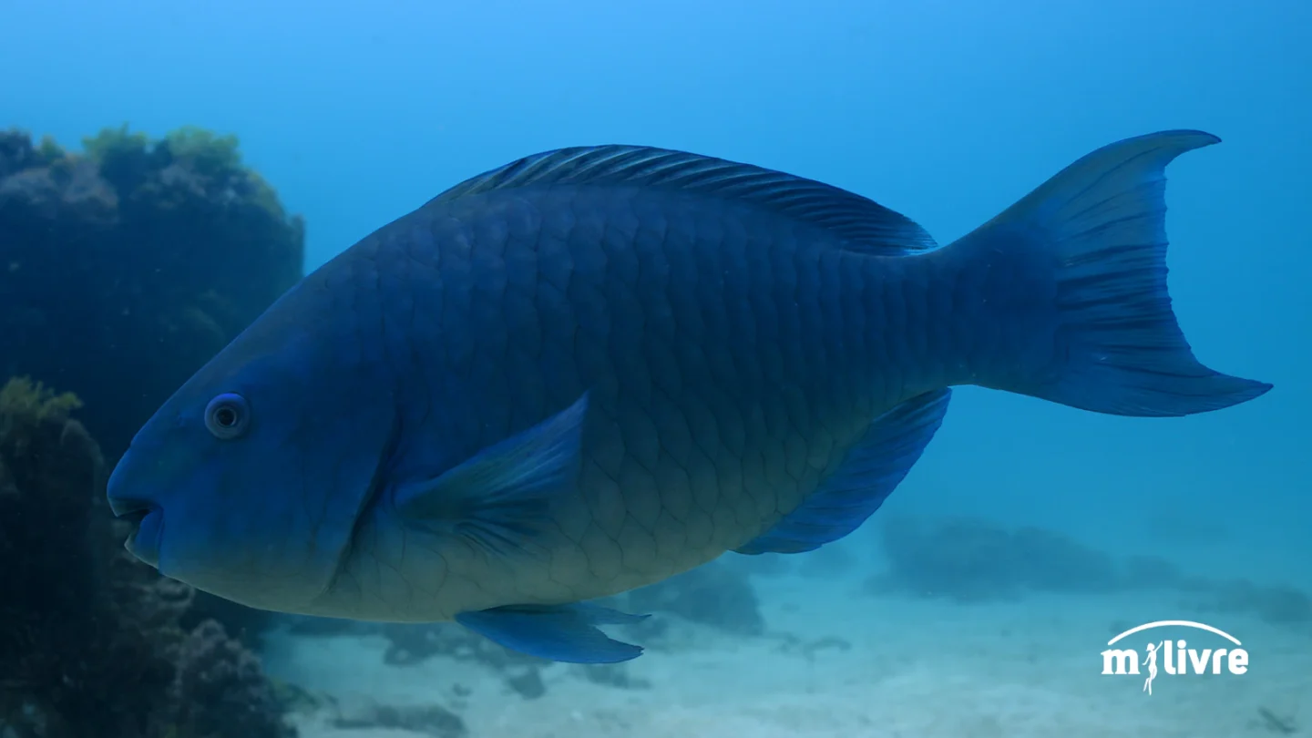 Budião-azul (Scarus trispinosus) foto 3